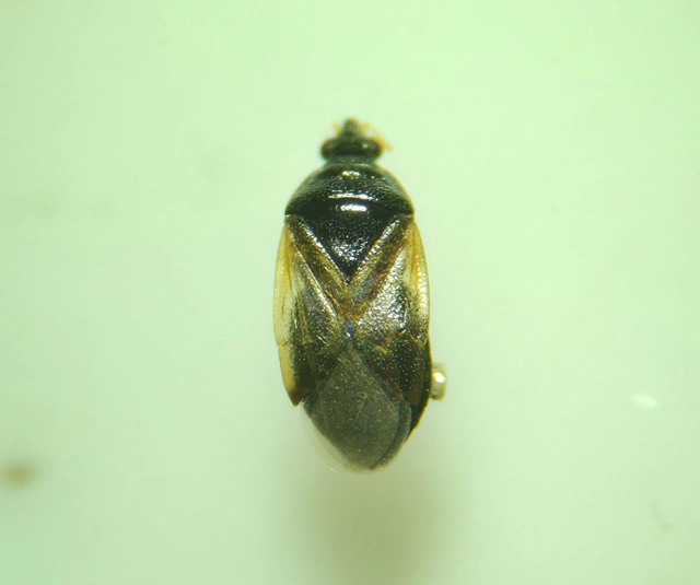 Anthocoridae - virágpoloskák Anthocoridae - virágpoloskák