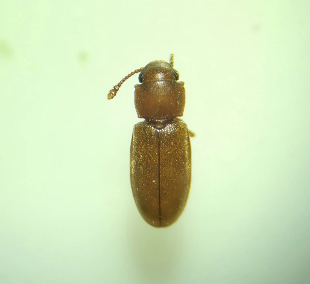 Cryptophagidae - penészbogárfélék