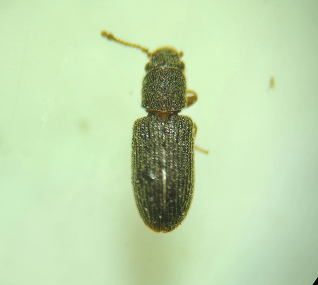 Berginus tamarisci - hengeres gombabogár