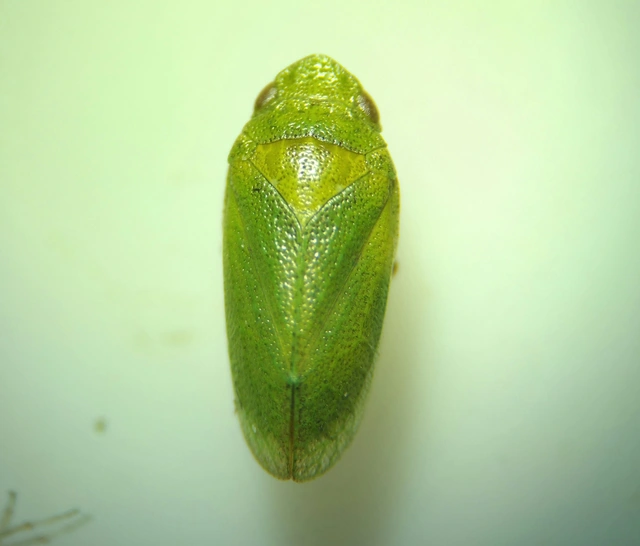 Tettigometra virescens