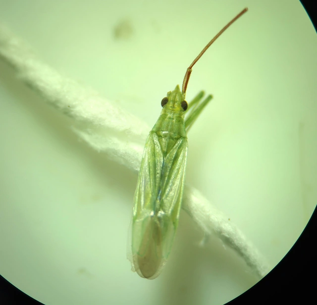 Trigonotylus