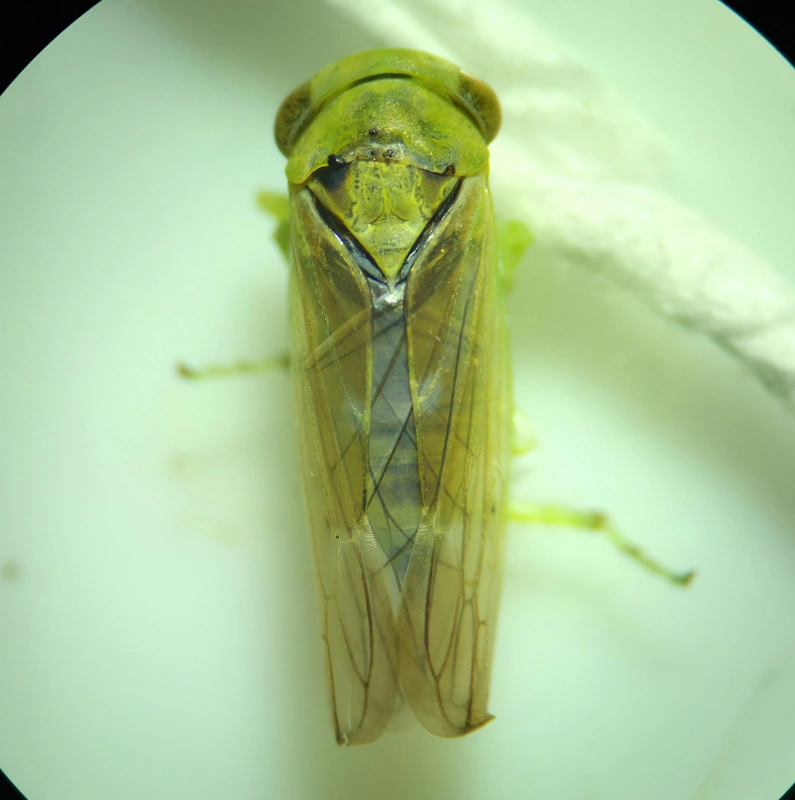 Populicerus