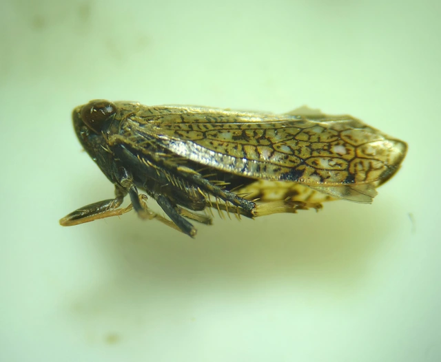 Orientus ishidae
