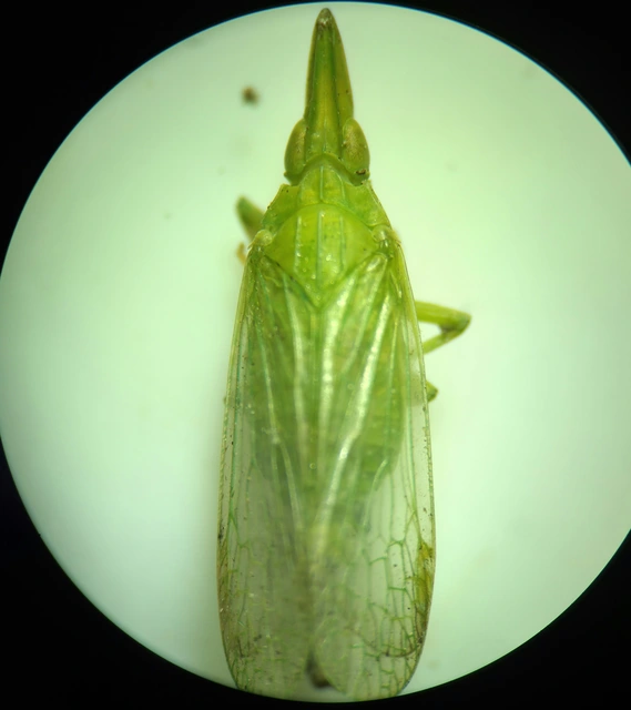 Dictyophara europaea