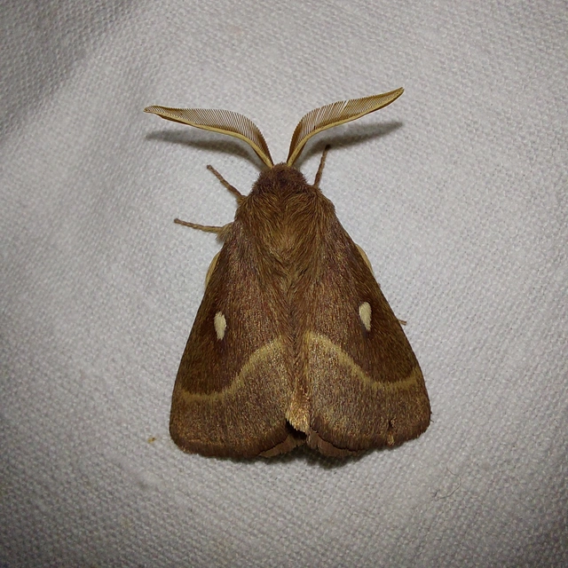 Lasiocampa trifolii - lóhereszövő