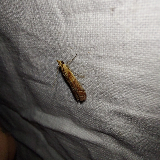 Ancylosis cinnamomella - fahéjszínű karcsúmoly