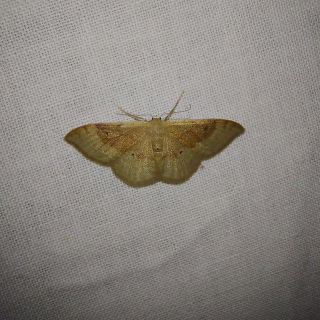 Idaea degeneraria - barnasávos araszoló