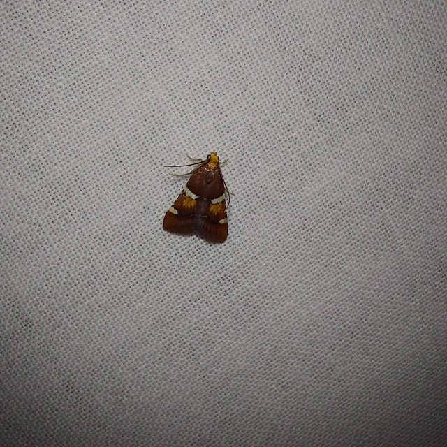 Pyralis regalis - pompás fényilonca