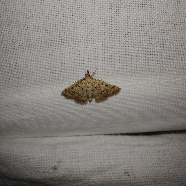 Metasia ophialis - kígyósávos tűzmoly