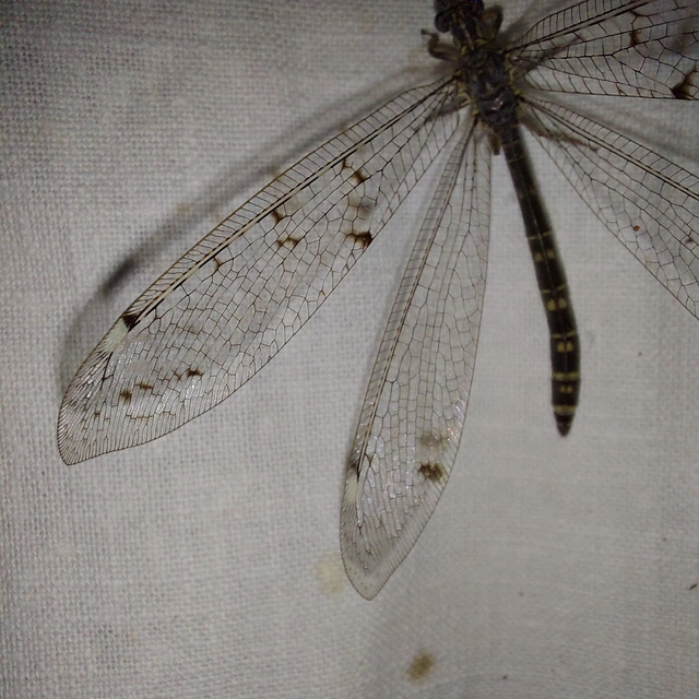 Distoleon tetragrammicus - négyfoltos hangyaleső