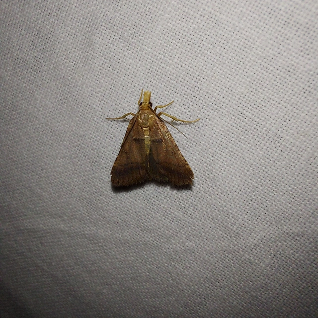 Stemmatophora honestalis - karsztlakó fényilonca