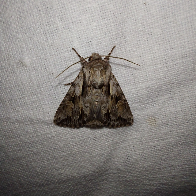 Chloantha hyperici - orbáncfű-sugarasbagoly