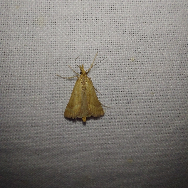 Synaphe punctalis - hosszúlábú fényilonca