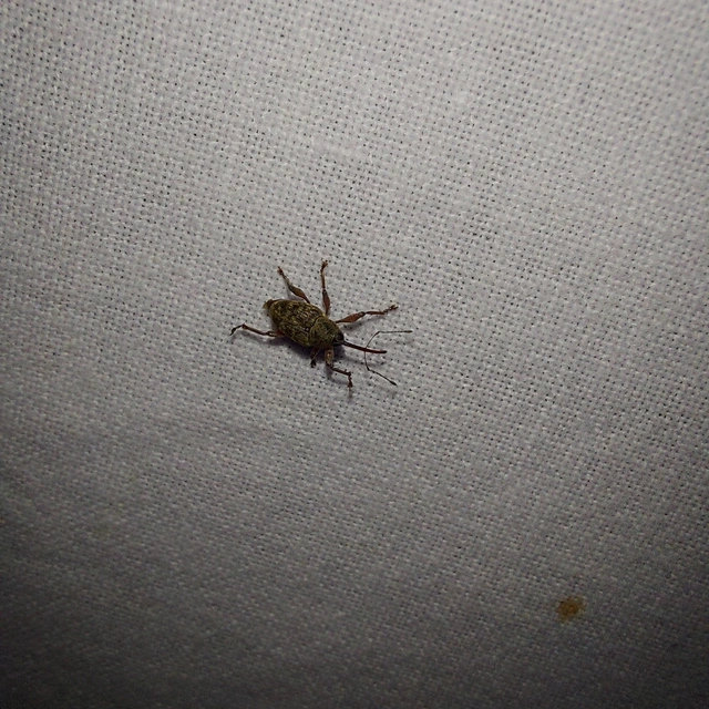 Curculio glandium - tölgymakkzsuzsóka