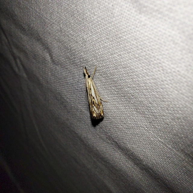 Catoptria falsella - hálós fűgyökérmoly