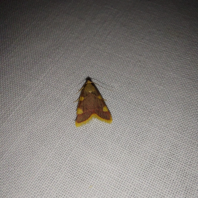 Hypsopygia costalis - szénailonca