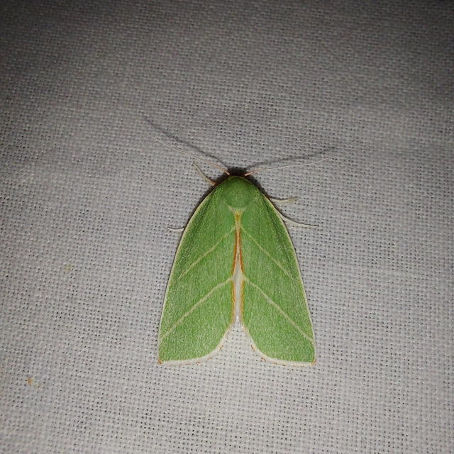 Bena bicolorana - tölgyfa-zöldbagoly