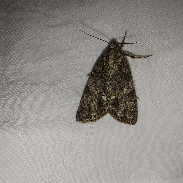 Acronicta rumicis - sóska-szigonyosbagoly