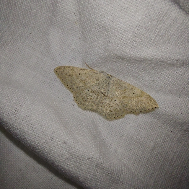 Scopula incanata - hamvas sávosaraszoló