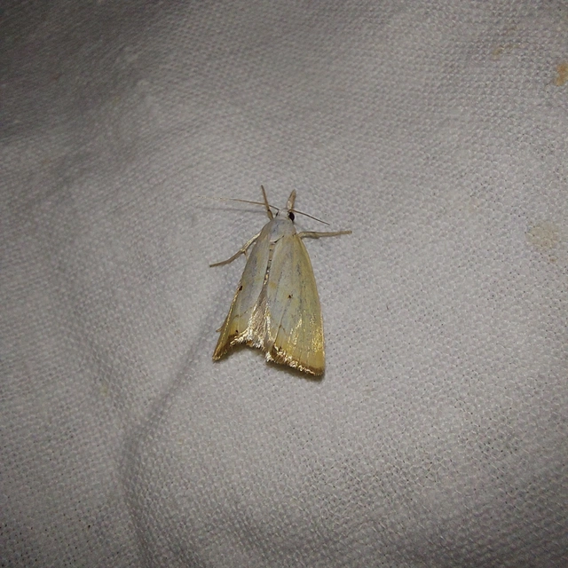 Xanthocrambus saxonellus - sárga fűgyökérmoly
