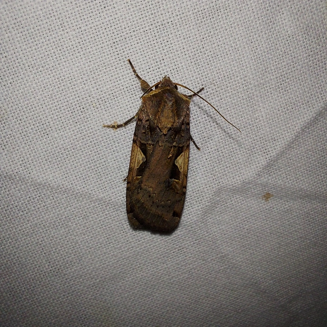 Xestia c-nigrum - c-betűs fűbagoly