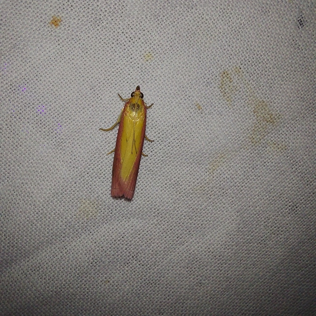 Oncocera semirubella - lucernamoly