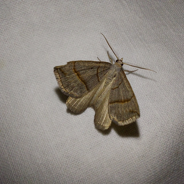 Scotopteryx mucronata/luridata/ignorata