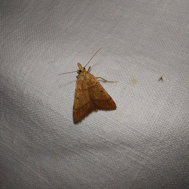 Stemmatophora honestalis - karsztlakó fényilonca