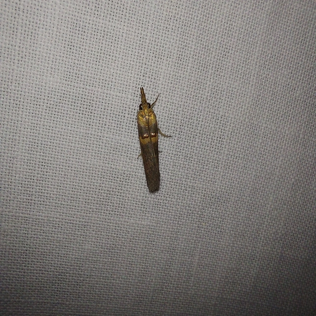 Etiella zinckenella - akácmoly