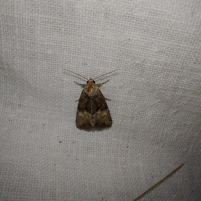 Mesoligia furuncula - kétszínű dudvabagoly