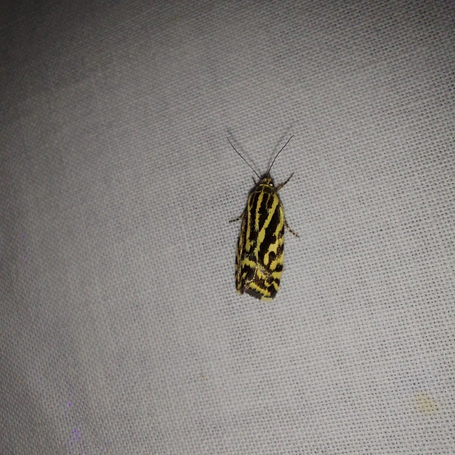 Emmelia trabealis - zebrabagoly