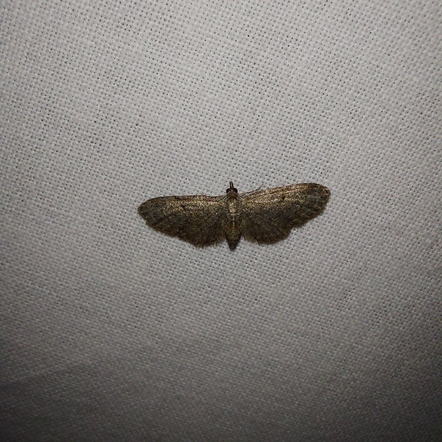 Eupithecia tenuiata - sötétszegélyű törpearaszoló