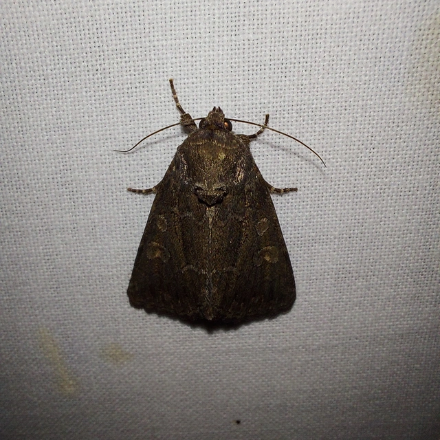 Thalpophila matura - fakó erdeibagoly