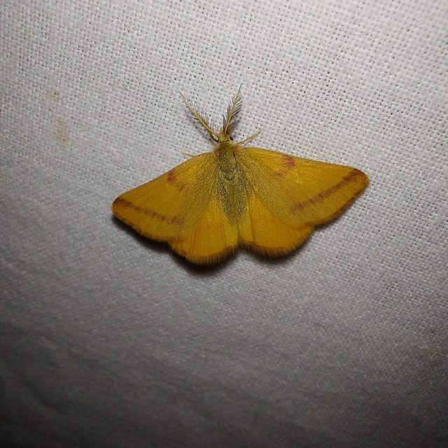 Lythria purpuraria - bíborsávos araszoló