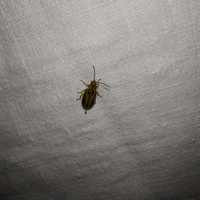Xanthogalerucella luteola - szilfa-olajosbogár