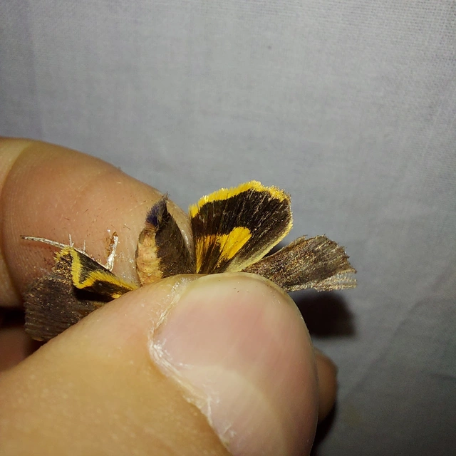 Noctua janthina - tarka sárgafűbagoly