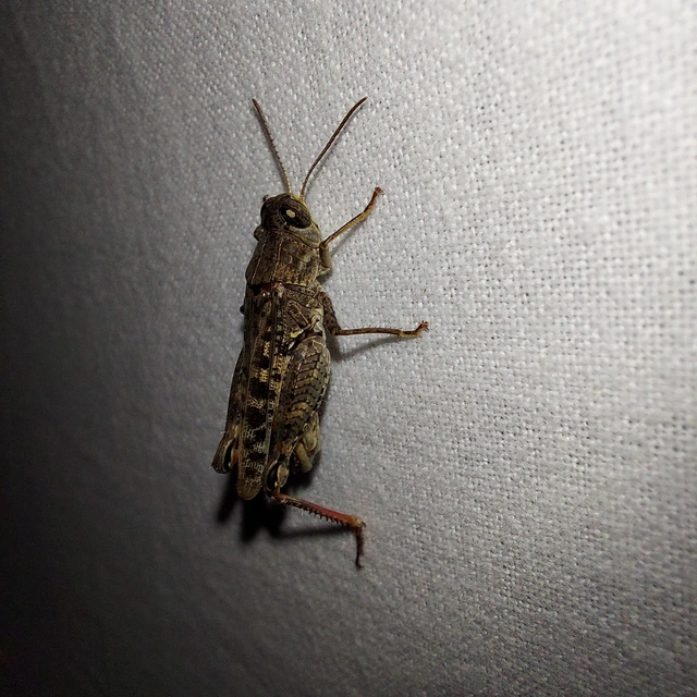 Calliptamus italicus - olaszsáska