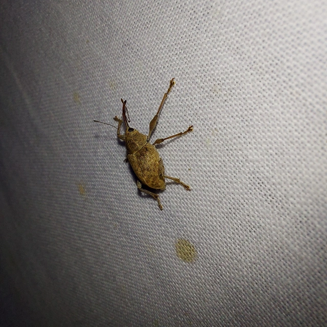 Curculio elephas - gesztenyezsuzsóka