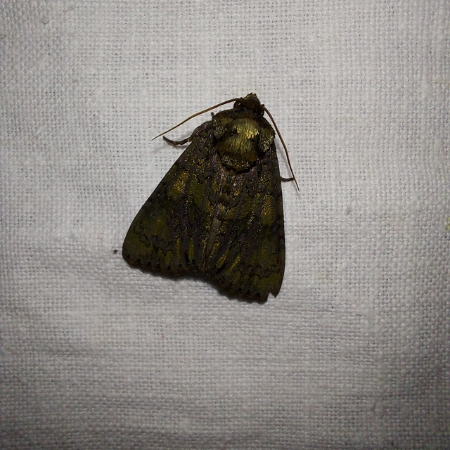 Craniophora ligustri - fagyalbagoly