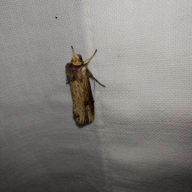 Axylia putris - vonalkás földibagoly