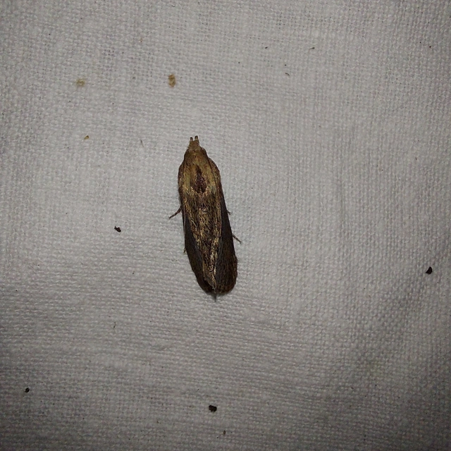 Galleria mellonella - nagy viaszmoly