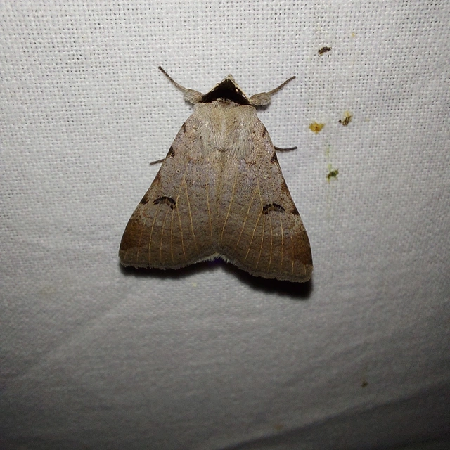 Lygephila craccae - gyakori csüdfűbagoly