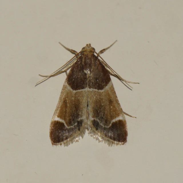 Pyralis farinalis - lisztilonca