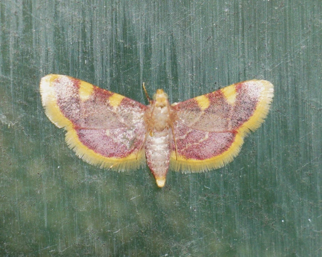 Hypsopygia costalis - szénailonca