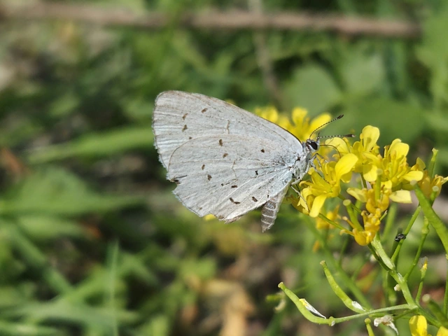 Celastrina argiolus - bengeboglárka