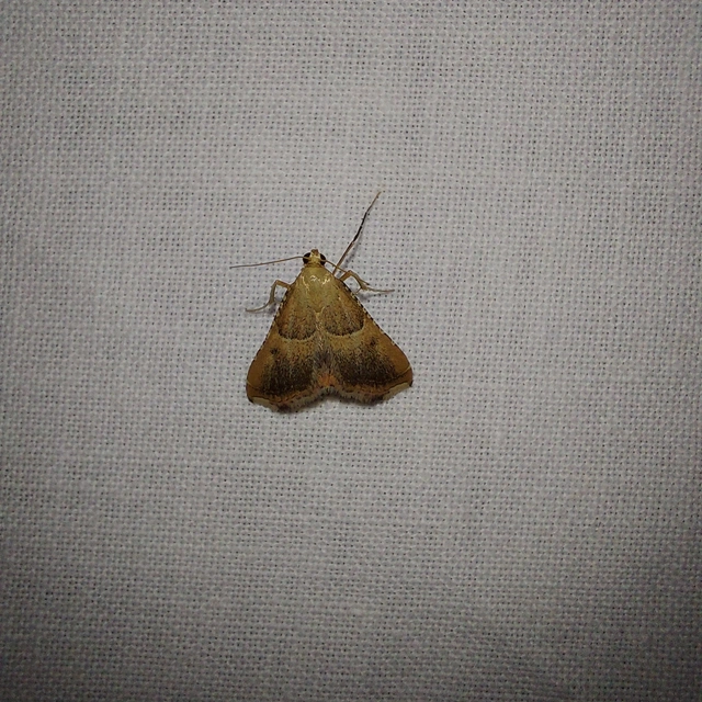 Endotricha flammealis - tüzesszárnyú fényilonca