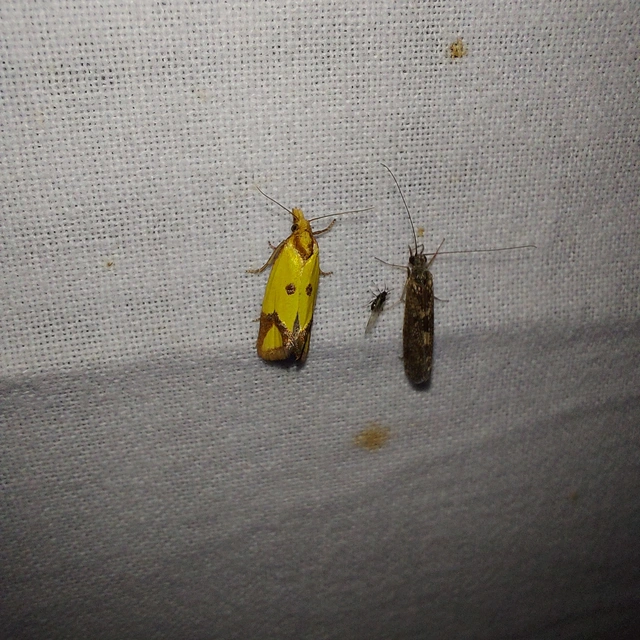 Agapeta zoegana - barnacsíkos sárgamoly