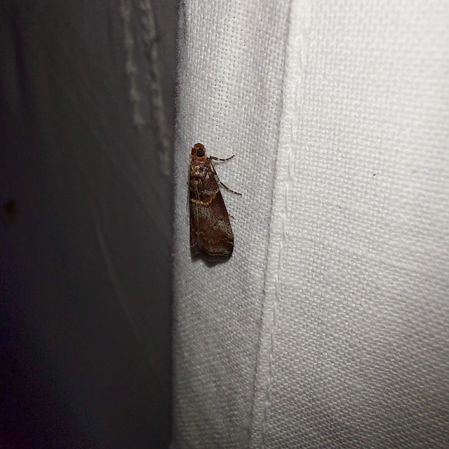 Acrobasis advenella - gerleszínű karcsúmoly