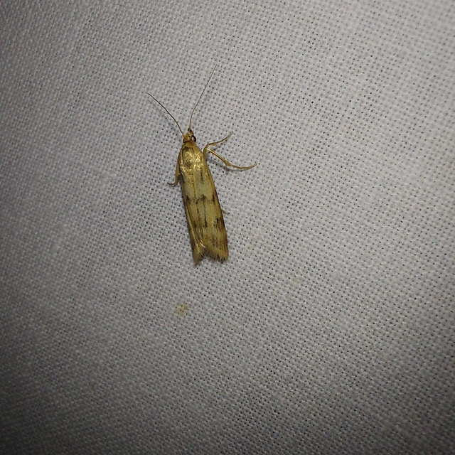 Homoeosoma sinuella - agyagsárga karcsúmoly