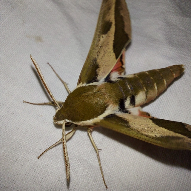 Hyles euphorbiae - kutyatejszender